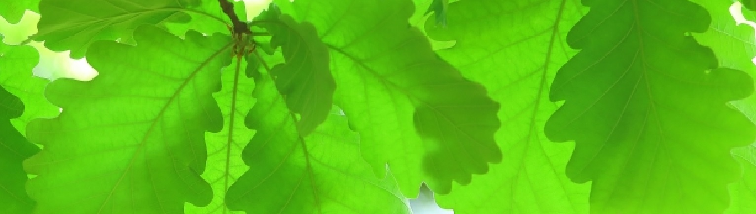 いろはミュージック